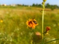 Hieracium, known by the common nameÃÂ hawkweed and classically asÃÂ hierakio Royalty Free Stock Photo